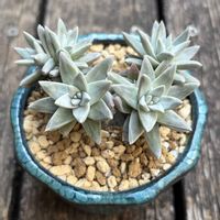 ホワイトグリーニー,ダドレアホワイトグリーニー,ダドレアホワイトグリーニー,多肉植物,鉢植えの画像