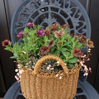 クローバー,ペチュニア,ワイヤープランツ,さび猫,ワイヤープランツ『スポットライト』の画像