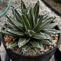 十二の巻,ペンタカンサ,三時草,ササノユキ,ヒメササノユキの画像