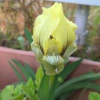 アヤメ,ケイビアヤメ,球根,球根植物,花のある暮らしの画像