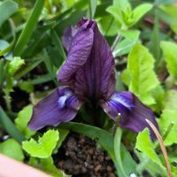 アヤメ,ケイビアヤメ,球根,球根植物,花のある暮らしの画像