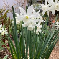 クリスマスローズ,スイセン　タリア,ゆず酒,ゆず酢,手作りの画像