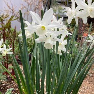 クリスマスローズ,スイセン　タリア,ゆず酒,ゆず酢,手作りの画像