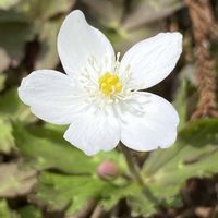 ニリンソウ,山野草,スプリングエフェメラルの画像