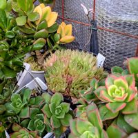 ゴーラム,ラナンキュラス,ハオルチア,花月(カネノナルキ),ラナンキュラス(ピンク)の画像