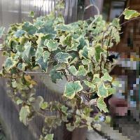 ガーベラ,ツルニチニチソウ,アイビー,オオアマナ,シモクレン(紫木蓮)の画像