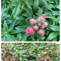 キンギョソウ,今日の庭から,我が家の小さな庭♡,コラージュ仲間達,庭パト楽し♡の画像