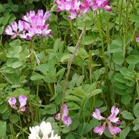 レンゲソウの画像