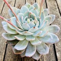 トロムソ,多肉植物,鉢植え,エケベリア属,花芽の画像