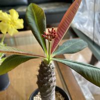 パキポディウム,ユーフォルビア属,ユーフォルビア・パキポディオイデス,パキポディウム エニグマティカム,ユーフォルビアの画像