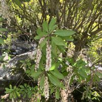 アセビ,ツワブキ,ツワブキの花,馬酔木(アセビ）,石蕗   ツワブキの画像