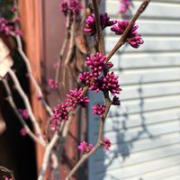 ハナズオウの画像