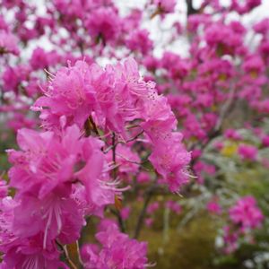ツツジ,ツツジ,吉野ツツジ,吉野ツツジ,公園の画像