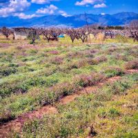 オオイヌノフグリ,ホトケノザ,南アルプス,春を告げる花,里山大好き協会の画像