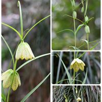 イワウチワ,キクザキイチゲ,ショウジョウバカマ,スミレ,バイモの画像