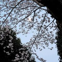 ケヤキ,サクラ,染井吉野,枝垂れ桜,ピンクワールドへ ようこその画像