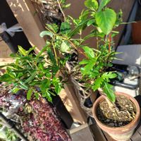 ハナニラ,スイカズラ,長寿梅の画像