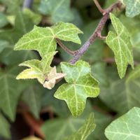 サクラ,サクランボ,スモモ,ヘデラ,アイビー（ヘデラ）の画像