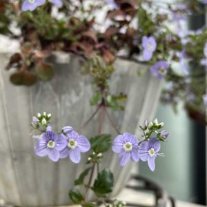 ベロニカ・マダムマルシア,鉢植え,自作鉢,セメント鉢,ベランダの画像