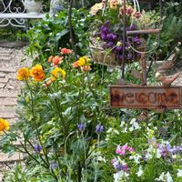 イベリス,ノースポール,フランネルフラワー,フランネルフラワー,リナリアの画像