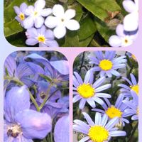 ブルーデージー,ブルーデージー,チドリソウ,チドリソウ,ワスレナグサの画像