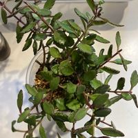 カランコエ・エンゼルランプ,カランコエ・エンゼルランプ,リビング・ダイニングの画像