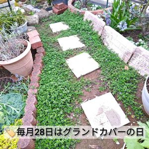 グレコマ,タイム,リッピア,ヒメイワダレソウ,ベロニカ・オックスフォードブルーの画像