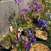 オキザリス,ゲイソリザ  ツルバゲンシス,ゲイソリザ　ラディアンス,ゲイソリザ  スプレンディディッシマ,ゲイソリザ　イナエクアリスの画像