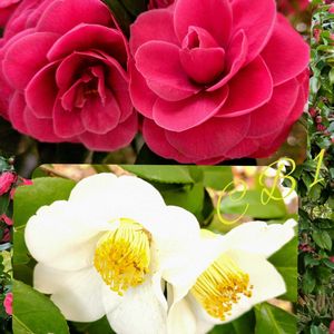 玉ねぎ,つばき,椿 つばき,椿 （つばき）,いいね Thanksの画像