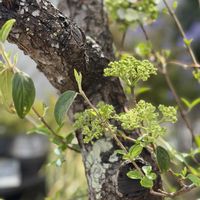 オオデマリ,マイガーデン,癒し,ウメの木,小花会の画像