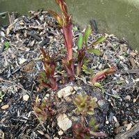 バラ 鉢植え,季節を楽しむ,ばら バラ 薔薇,ギィドゥモーパッサン,ベラドンナ バラの画像