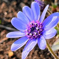 フェリシア,フェリシア・スプリングメルヘン,キュンキュン乙女倶楽部,平和を願う,青い花マニアの画像