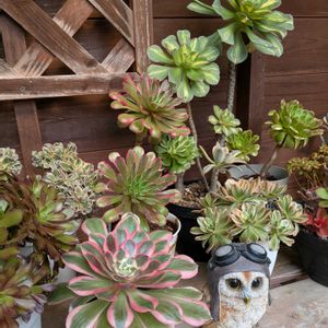 オカメザクラ,黒法師,熊童子,夕映え,夕映えの画像