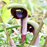 ムサシアブミ,サトイモ 科,仏炎苞,２０２０年５月同期,日比谷花壇大船フラワーセンター ♥の画像