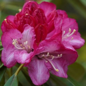 シャクナゲ,大きな花,お寺,庭園,緑のある暮らしの画像