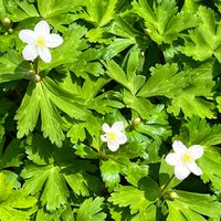 ニリンソウの画像