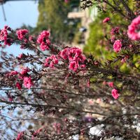 ギョリュウバイの画像