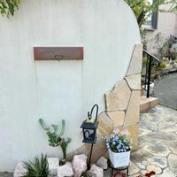 イベリス,サボテン,ネメシア,アガベ,柱サボテンの画像