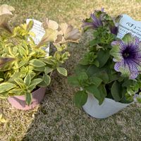 ペチュニア,インカのペチュニア,インカのペチュニア  ミルクティーバリエガータ,ペチュニア　アマゾナス　プラムコカトゥー,ペチュニア　アマゾナスの画像