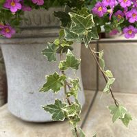 へデラ,お花,花のある暮らし,植物のある暮らし,ありがとう♡の画像