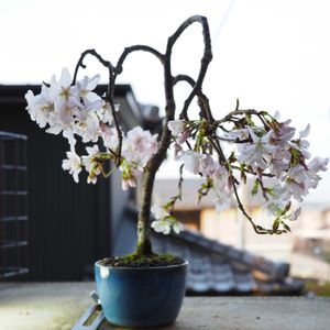 盆栽,小品盆栽,山野草,バルコニー/ベランダの画像