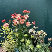 クリスマスローズ,ラナンキュラス,ラナンキュラス アラクネJr.,ラナンキュラス アラクネJr.,ユーフォルビアの画像