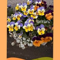 ビオラ,ビオラ,マイガーデン,プランターの画像