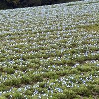 ネモフィラ,ヒナゲシ,枝垂れ桜,ネモフィラ畑✨の画像