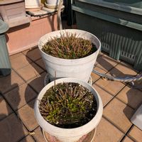 ステビア,ハーブ,今日の一枚,おうち園芸の画像