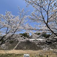 オオヤマザクラ,さくら サクラ 桜,植物のある暮らし,皇居,お花のある暮らしの画像