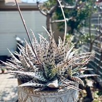 アロエブリザード,アロエブリザード,アロエ  ハイブリッド,多肉植物,鉢植えの画像