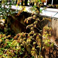 モミジ,カエデ,イロハモミジ,祈る震災復興,芽吹きの画像