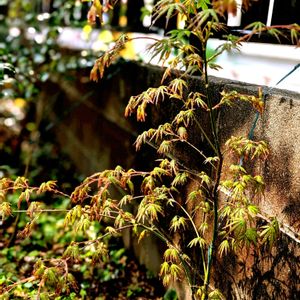 モミジ,カエデ,イロハモミジ,祈る震災復興,芽吹きの画像