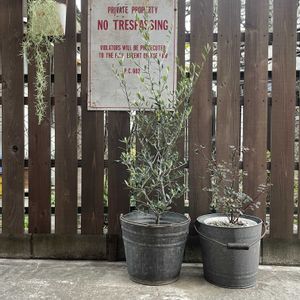 鉢植え,ウッドフェンス,板壁,ガーデン雑貨,板壁DIYの画像